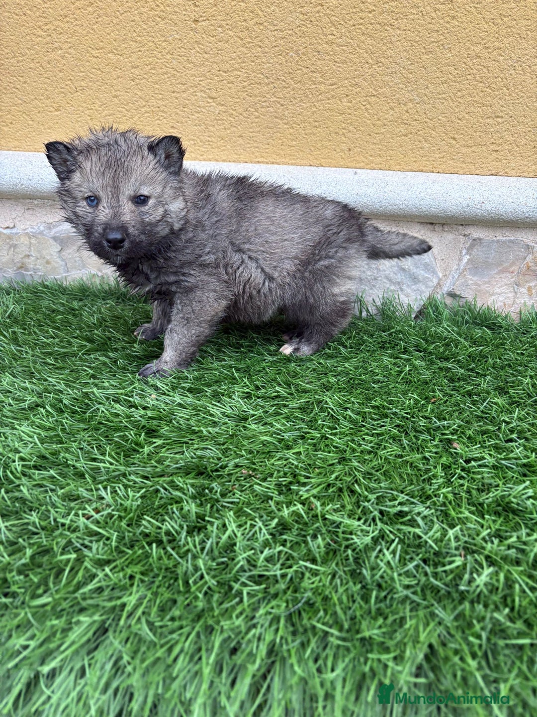Husky Siberiano perros en venta: Husky siberiano macho agouti - Anuncio 4