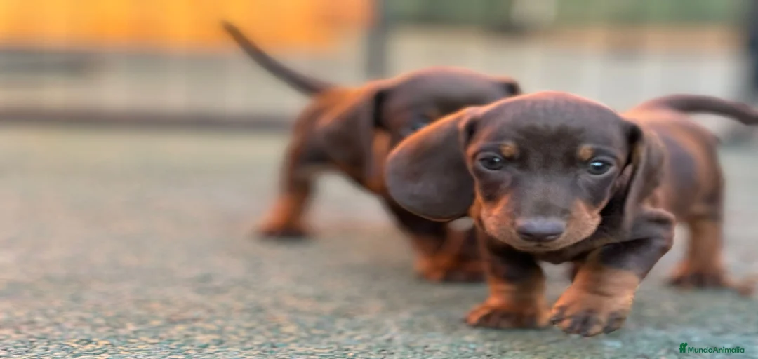 Imagen de galería {{count}}