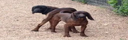 Sabueso de Sangre de Baviera perros en venta: Sabueso de Baviera  - Anuncio 1