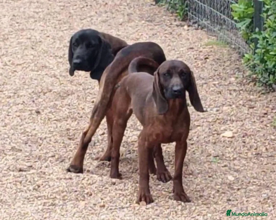 Sabueso de Sangre de Baviera perros en venta: Sabueso de Baviera  - Anuncio 1
