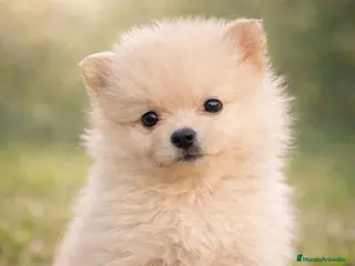 Pomerania perros Pomeranias mini peluches - Anuncio 6