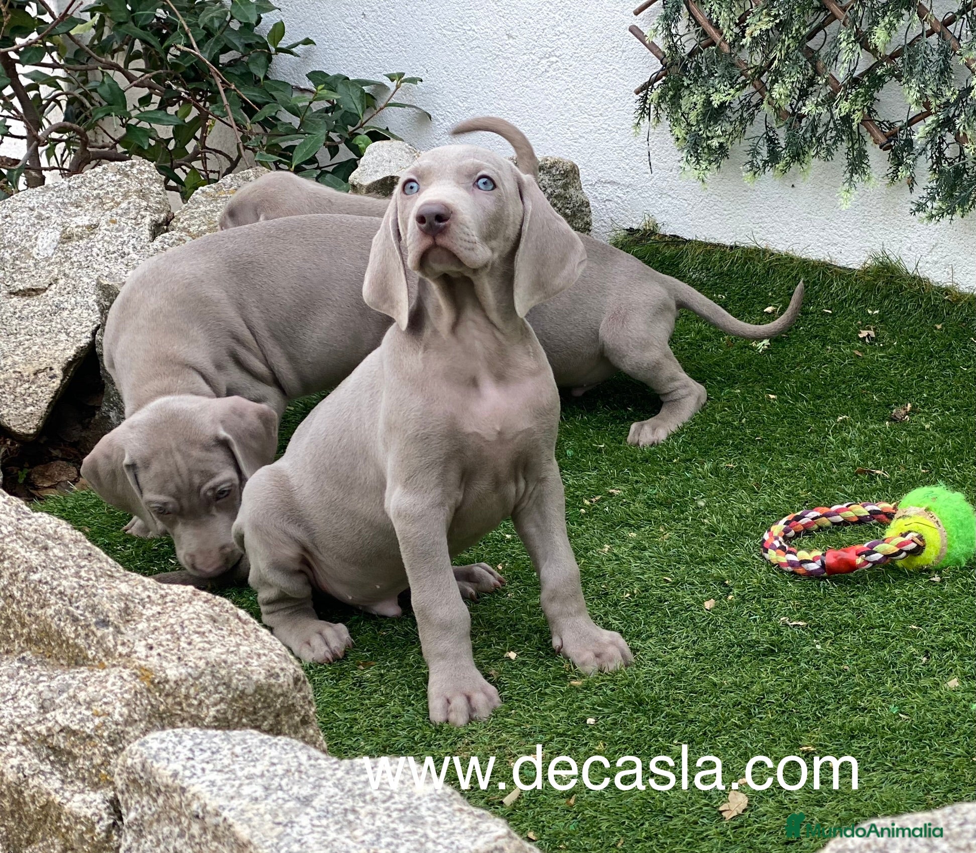 Weimaraner perros BRACOS DE WEIMAR, WEIMARANER COLOR GRIS - Anuncio 2