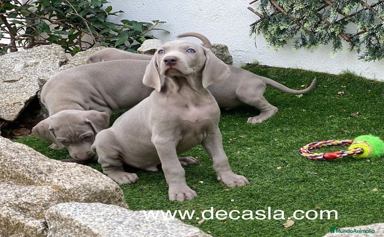 Weimaraner perros - Anuncio 11