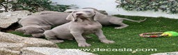 Weimaraner perros en venta: BRACOS DE WEIMAR, WEIMARANER COLOR GRIS - Anuncio 1