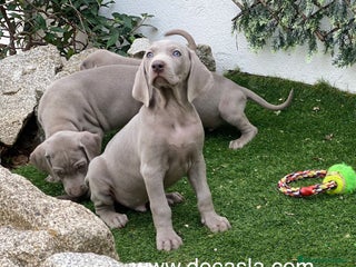 Weimaraner perros - Anuncio 9