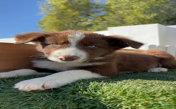 Border Collie perros BORDER COLLIE - Anuncio 1