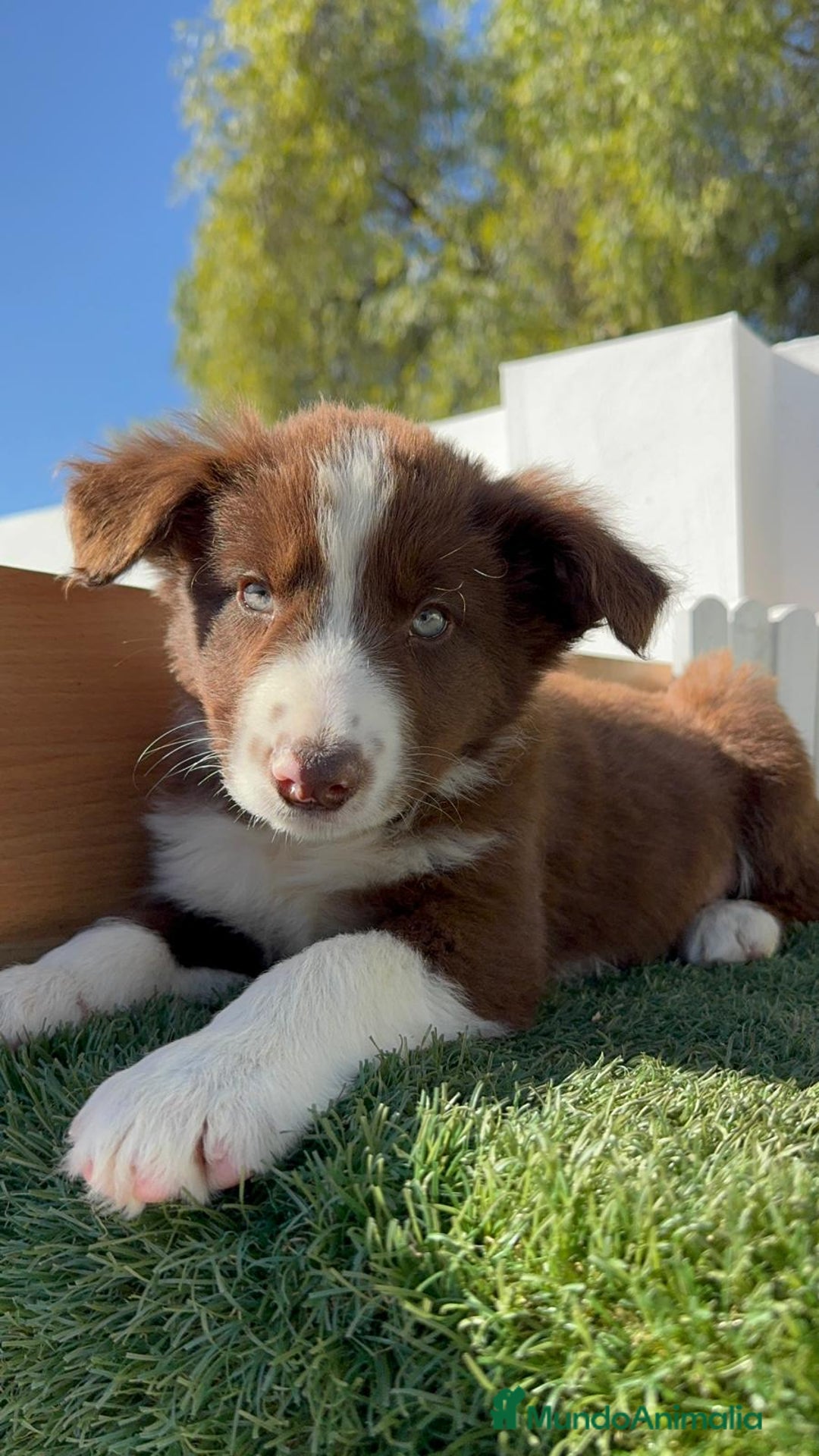 Border Collie perros en venta: BORDER COLLIE - Anuncio 1