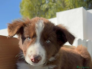 Border Collie perros BORDER COLLIE - Anuncio 1