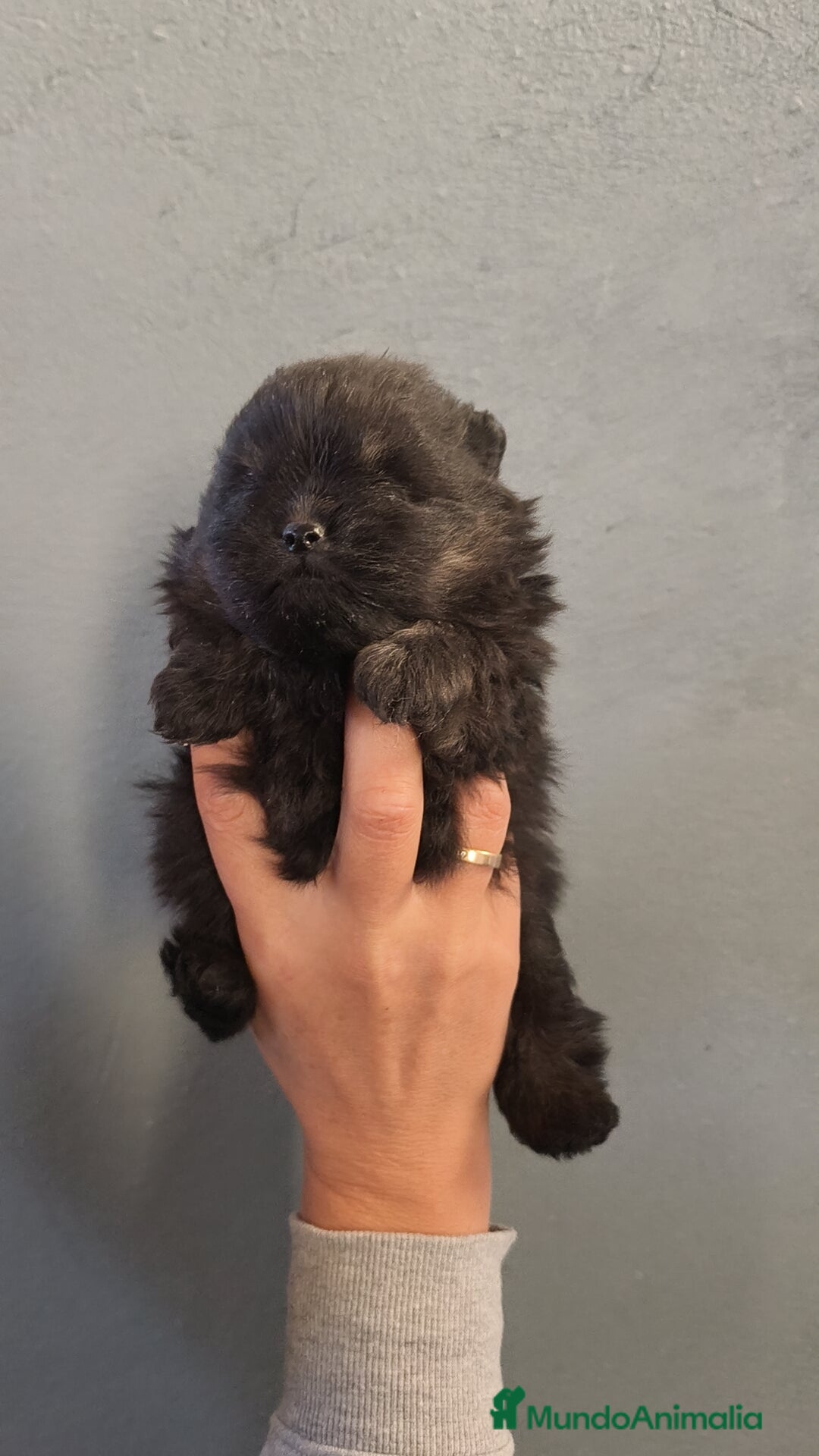 Pomerania perros en venta: Lulú Pomerania hembra  - Anuncio 9