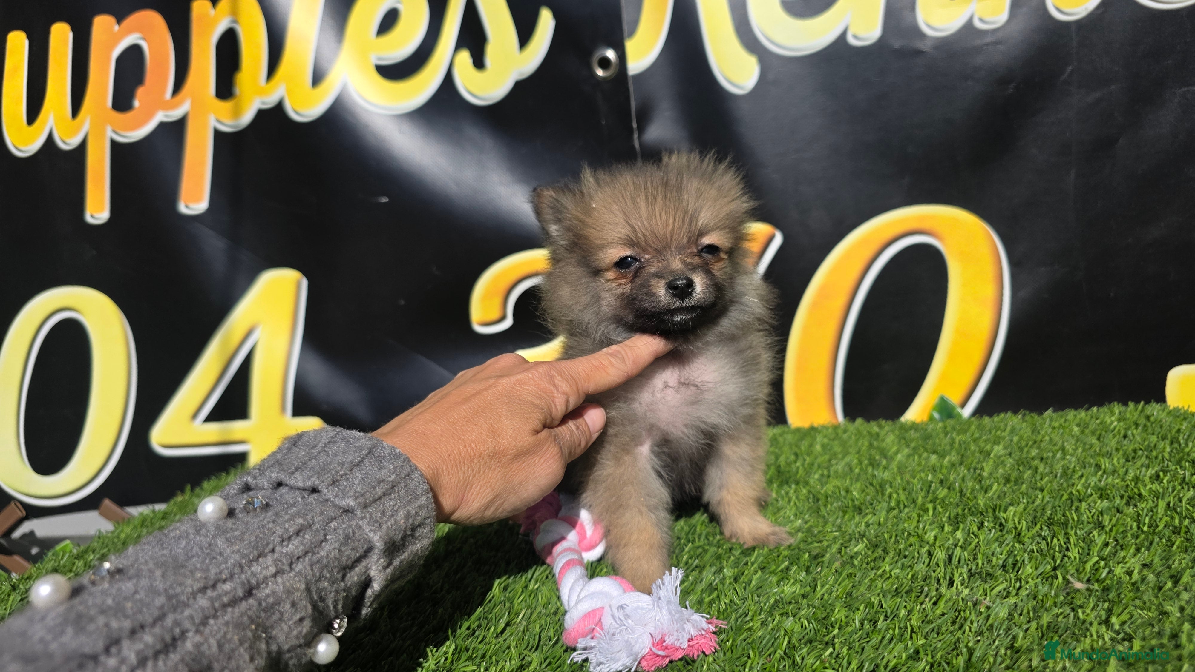 Pomerania perros Pomeranias teacup  - Anuncio 1