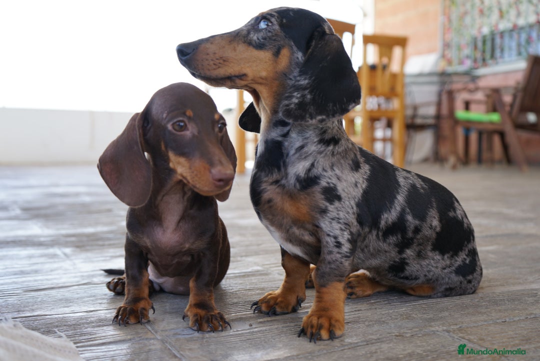 Teckel Miniatura perros en venta: 🐾 Gregorio & Pongo – Teckel miniatura 🐾 - Imagen 2