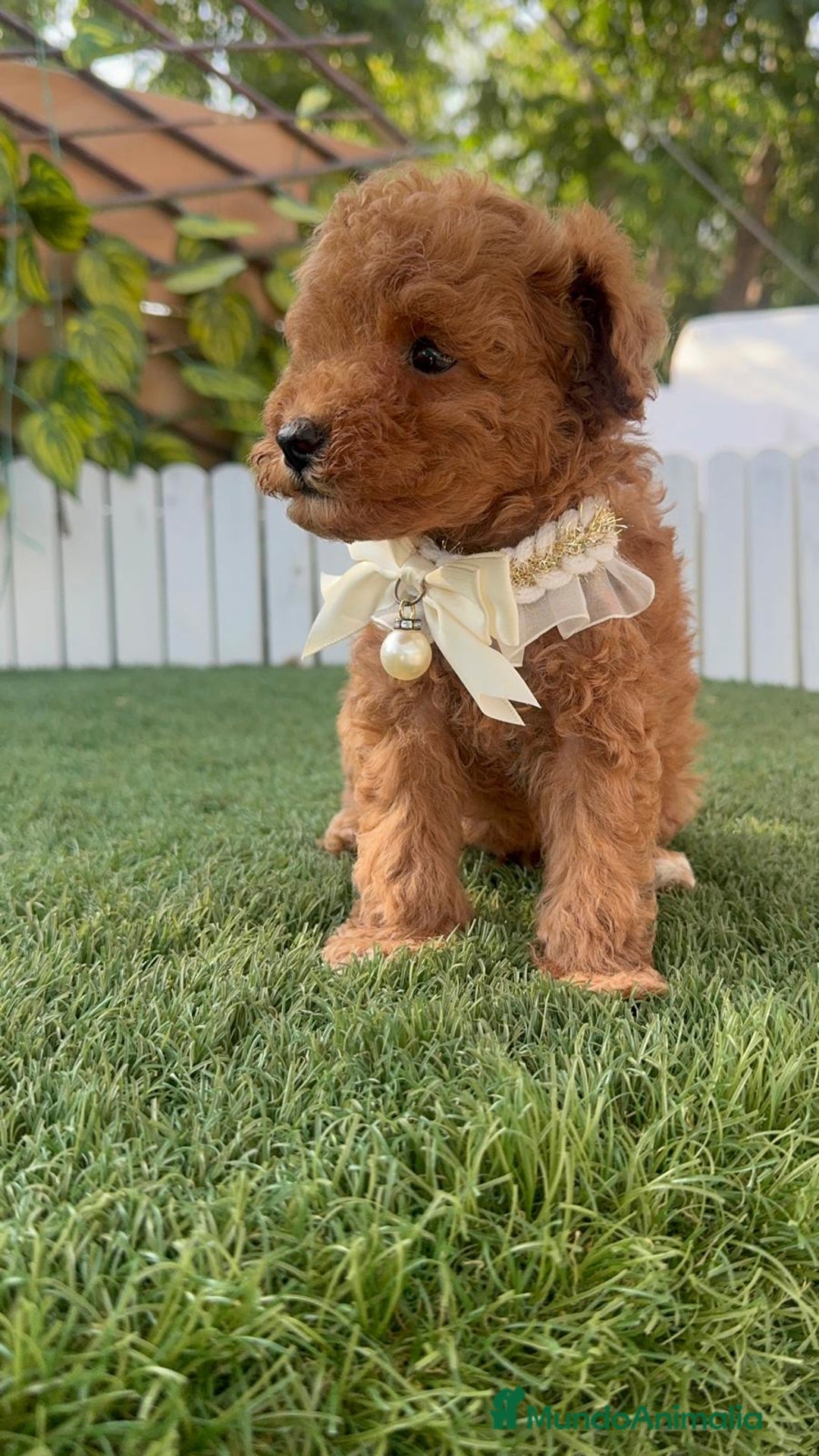 Caniche Toy perros en venta: CANICHE TOY  - Imagen 24