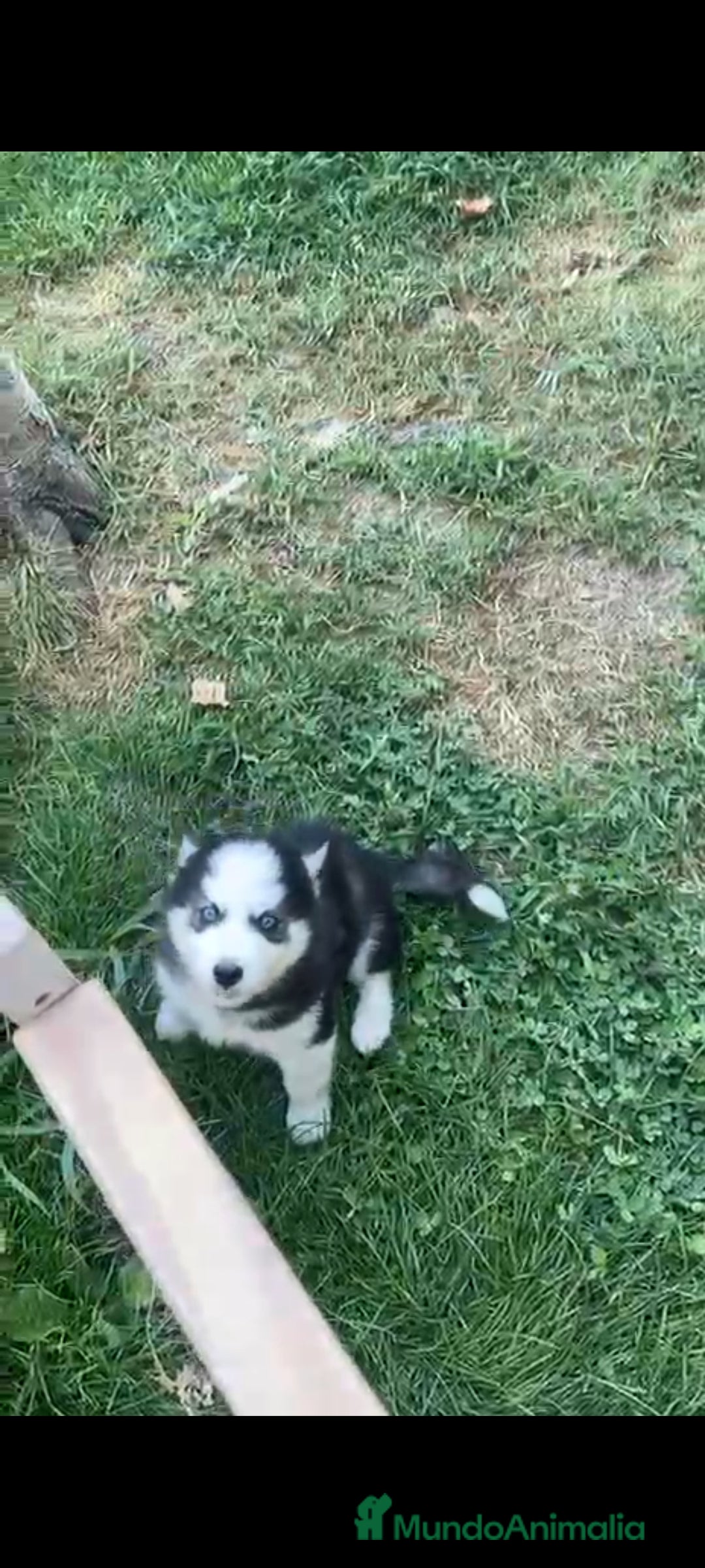 Husky Siberiano perros en venta: Último cachorro de Husky siberiano!! - Imagen 3