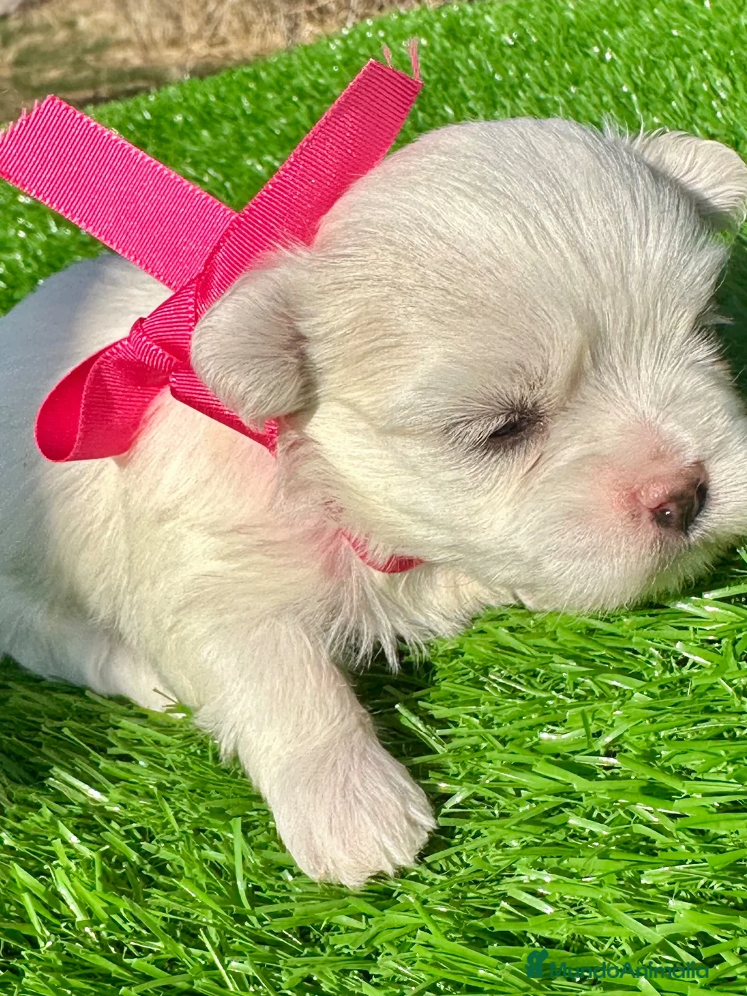 Bichón Maltés perros en venta: Cachorros Bichón Maltés Salamanca – Disponibles en Salamanca - Anuncio 2