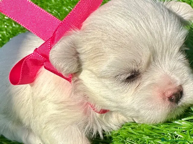 Bichón Maltés perros Cachorros Bichón Maltés Salamanca – Disponibles - Anuncio 2