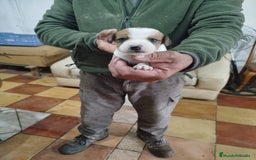 Jack Russell Terrier perros en venta: JACK RUSSELL TERRIER PELO CORTO  - Anuncio 2