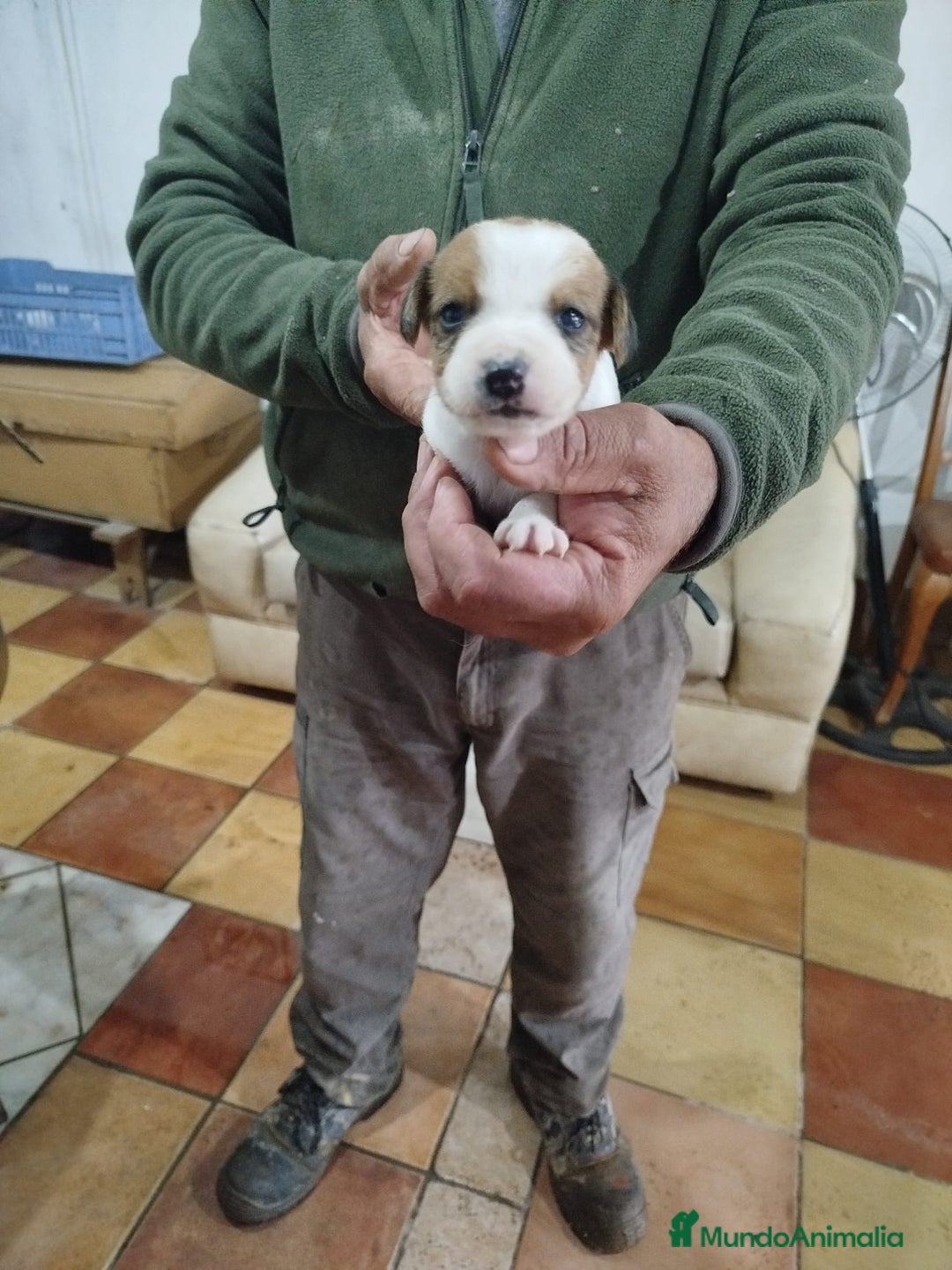 Jack Russell Terrier perros en venta: JACK RUSSELL TERRIER PELO CORTO  - Anuncio 2