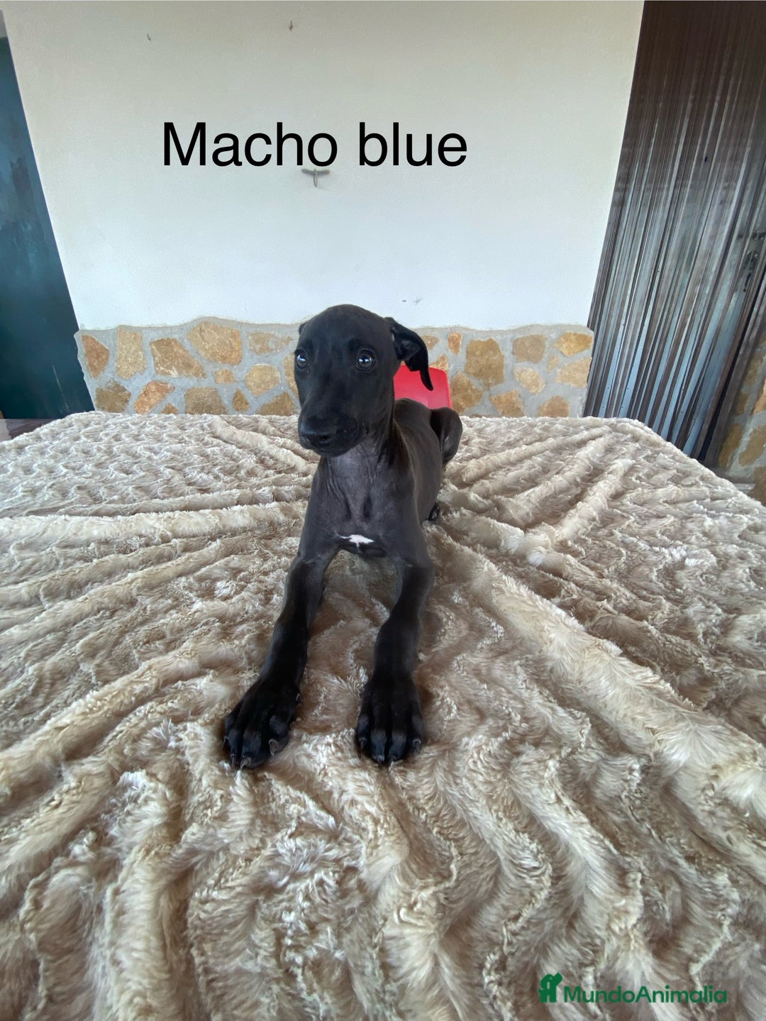 Galgo Español perros en venta: Galgo español blue - Imagen 2