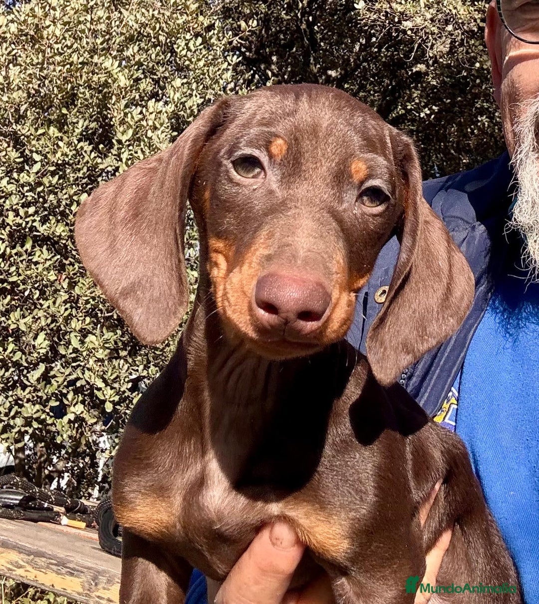 Teckel Miniatura perros en venta: Teckel miniatura pelo corto - Anuncio 1