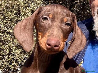 Teckel Miniatura perros Teckel miniatura pelo corto - Anuncio 4