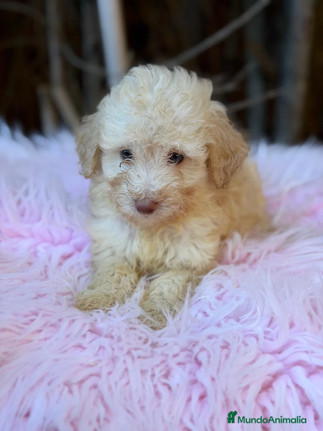 Caniche Toy perros en venta: Caniche enano/toy - Anuncio 6