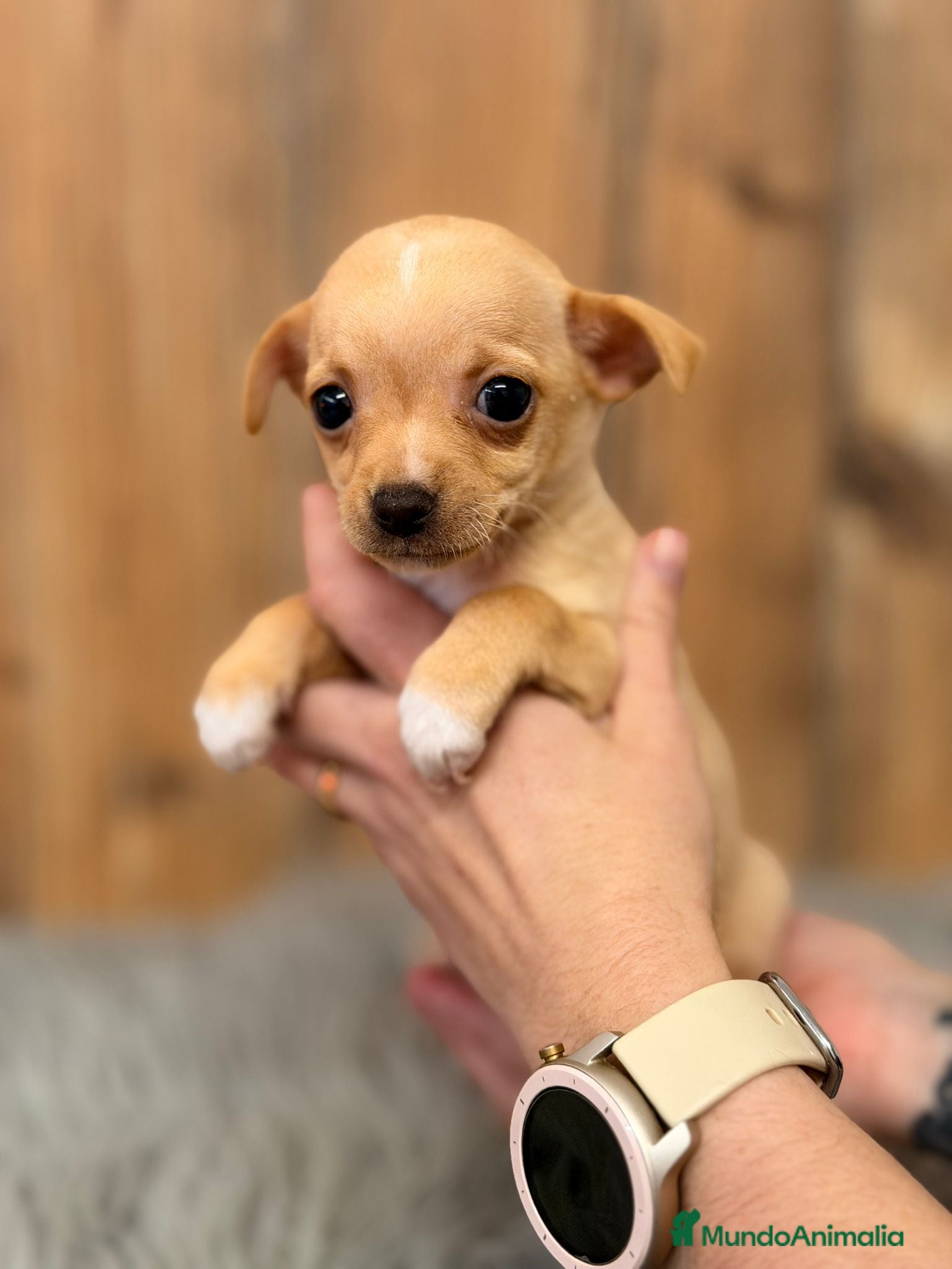 Chihuahua perros CHIHUAHUA CREMA - Anuncio 4