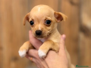 Chihuahua perros CHIHUAHUA CREMA - Anuncio 2