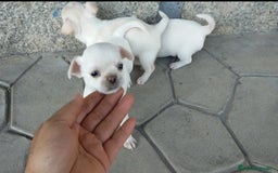 Chihuahua perros en venta: Chihuahuas cabeza de manzana 🍏 - Imagen 1