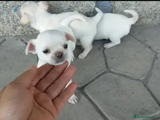 Chihuahua perros Chihuahuas cabeza de manzana 🍏 - Anuncio 37