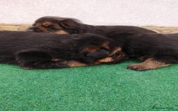 Pastor Alemán perros en venta: Cachorros de pastor alemán  - Imagen 2
