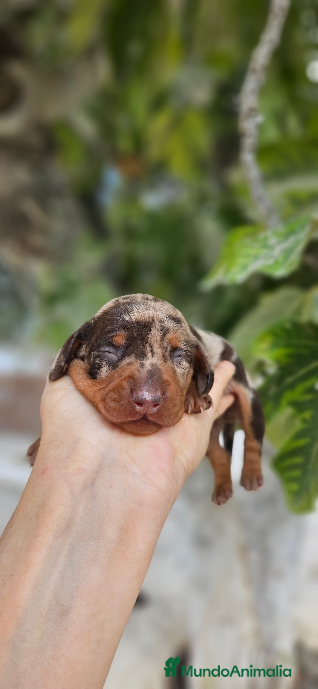 Teckel perros en venta: Teckel miniatura  - Imagen 2