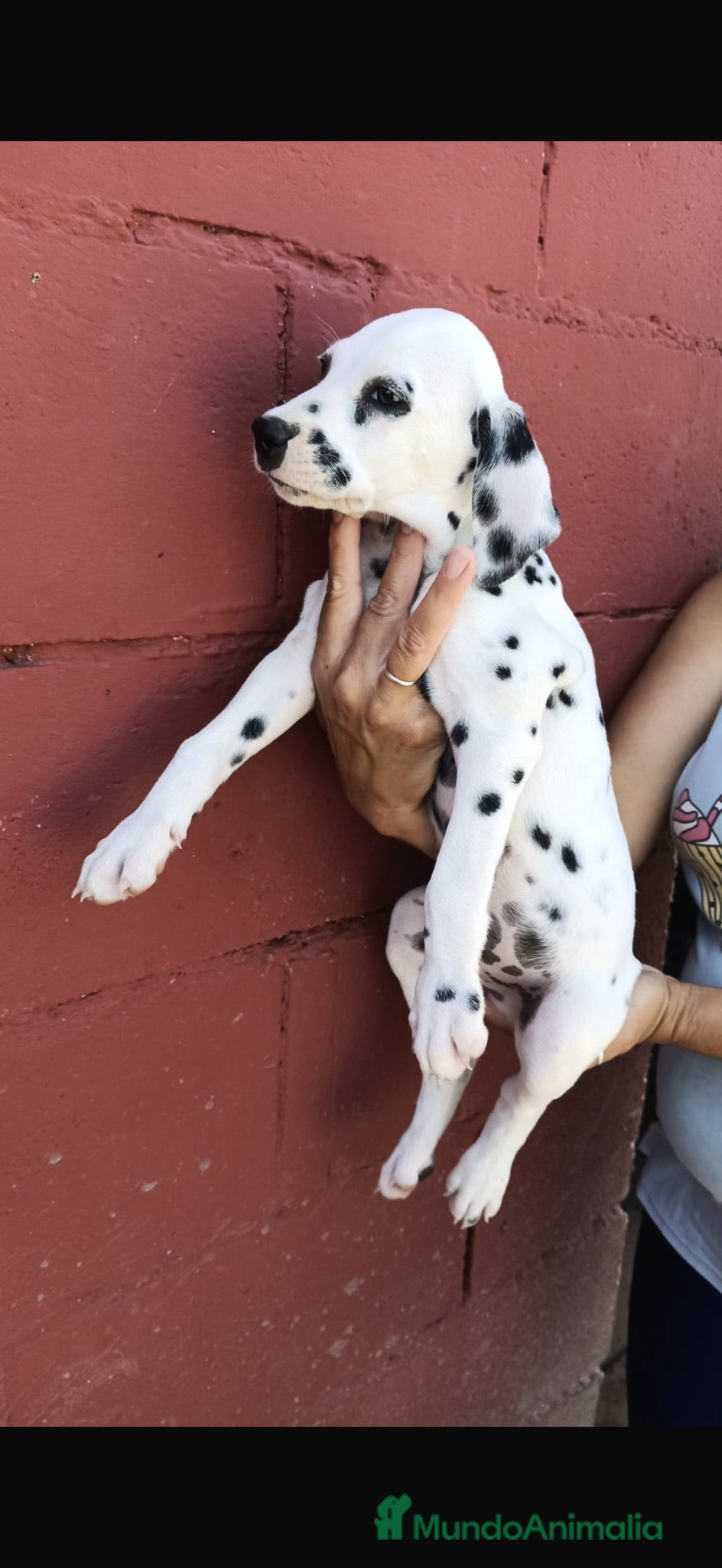 Dálmata perros Dálmata disponible🐶🐾 - Anuncio 2