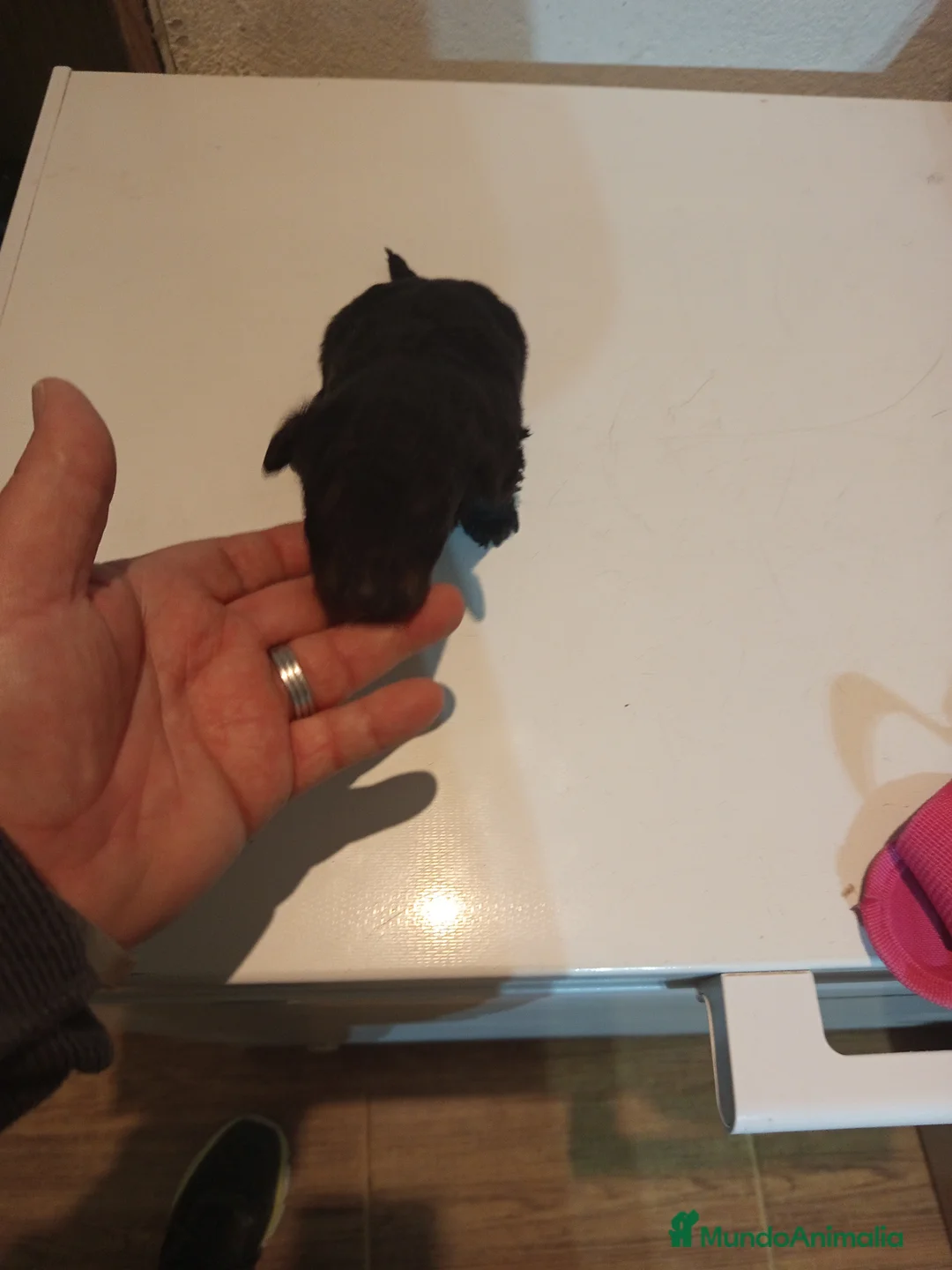 Caniche Toy perros en venta: Caniche toy  - Anuncio 2