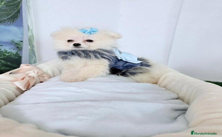 Pomerania perros - Anuncio 2