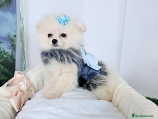 Pomerania perros - Anuncio 12