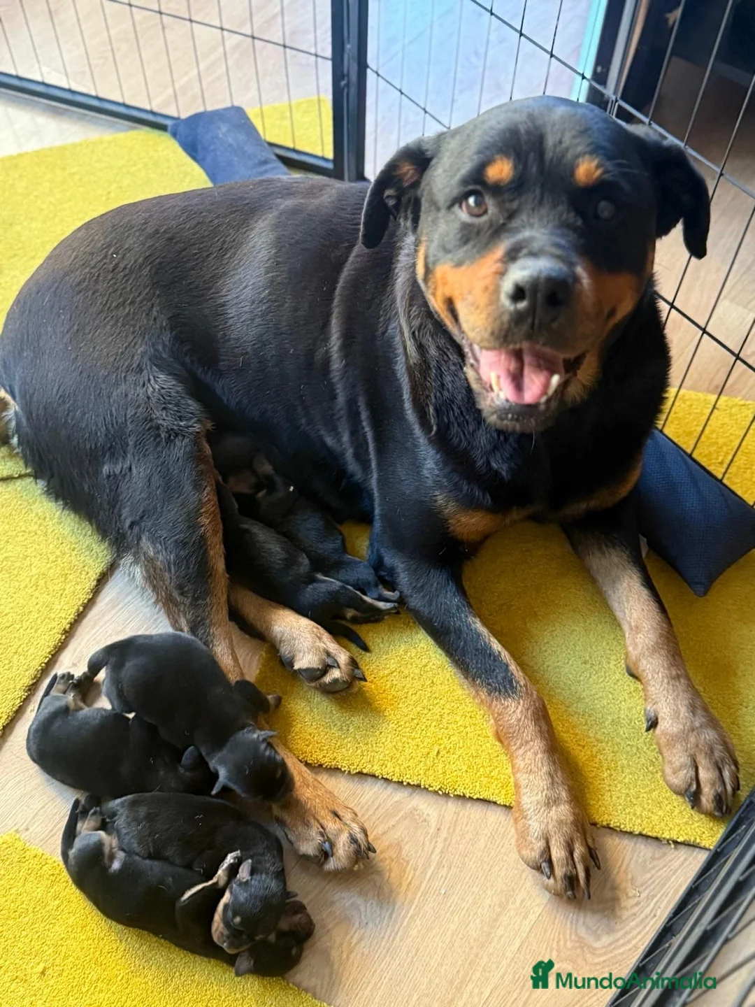 Rottweiler perros en venta: Rottwailer Hembra de 5 meses - Anuncio 3