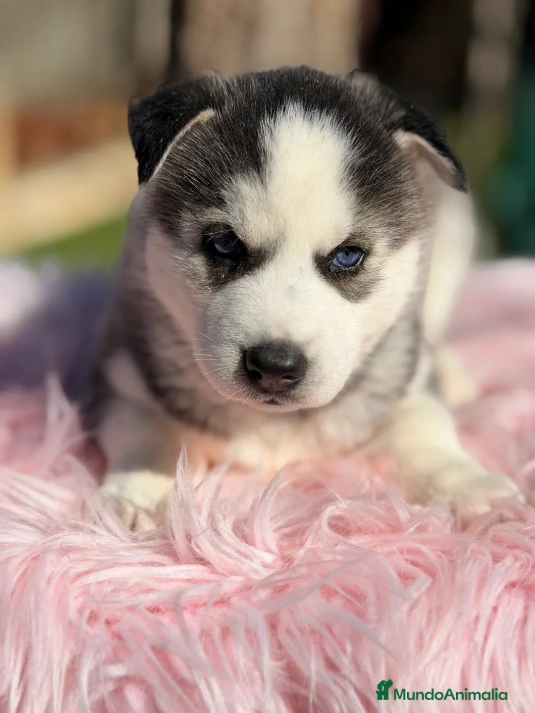 Husky Siberiano perros en venta: Husky hembra  - Anuncio 6
