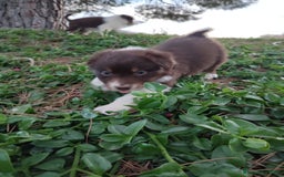 Pastor Australiano perros en venta: PASTOR AUSTRALIANO  - Imagen 6