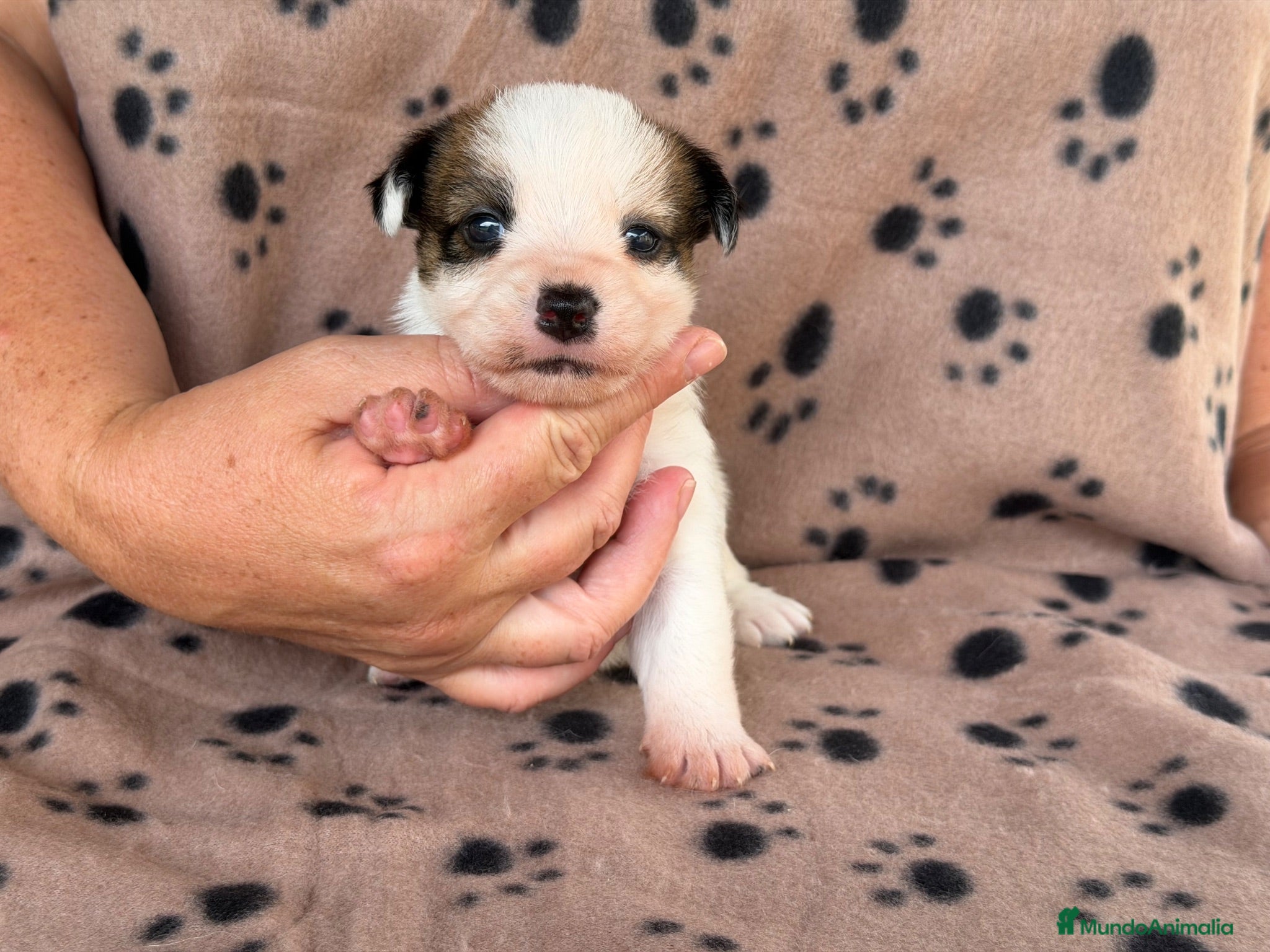 Jack Russell Terrier perros Cachorros de jack Russell disponibles - Anuncio 2
