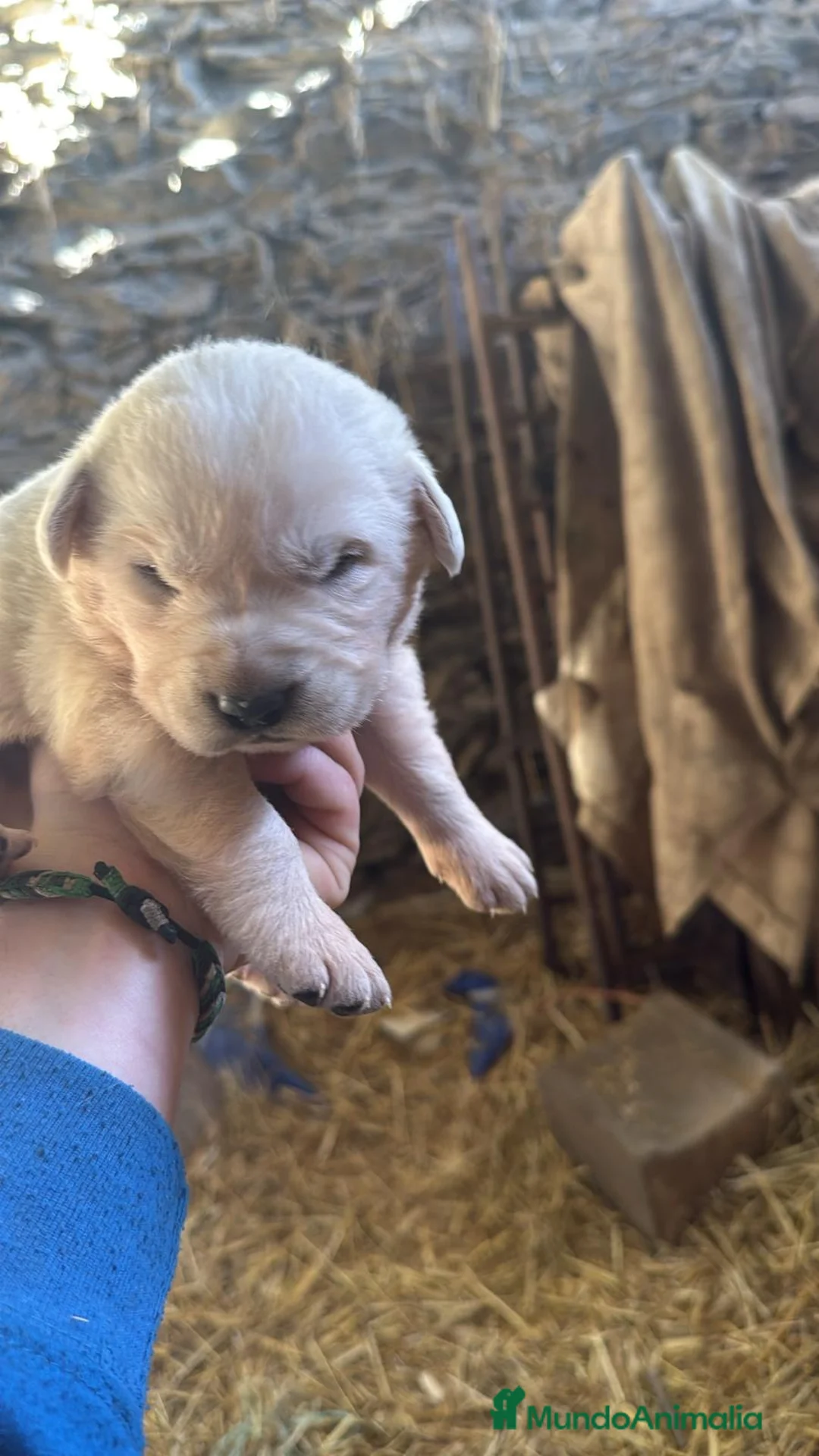 Mastín Español perros en venta: Preciosos mastines disponibles para reservar en Murcia - Anuncio 1