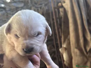 Mastín Español perros Preciosos mastines disponibles para reservar en Murcia - Anuncio 2