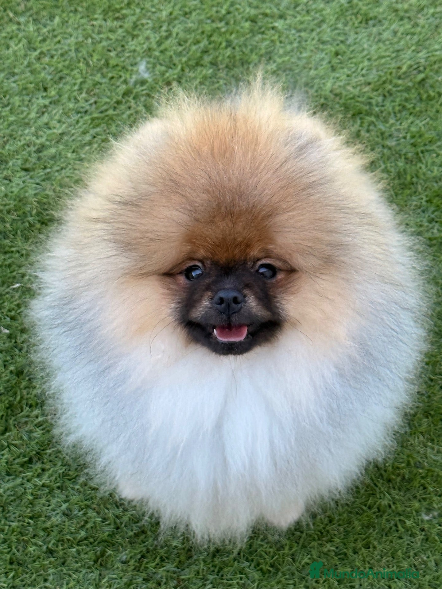 Pomerania perros Pomerania macho con pedigree - Anuncio 2