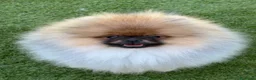 Pomerania perros en venta: Pomerania macho con pedigree - Anuncio 2