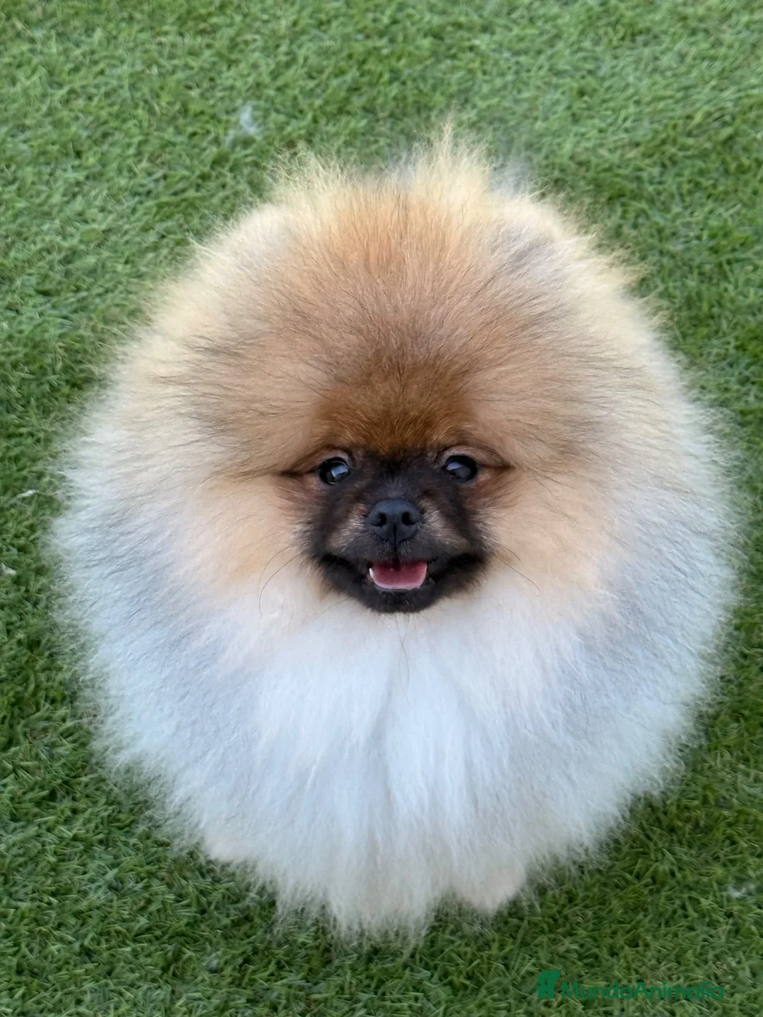 Pomerania perros en venta: Pomerania macho con pedigree - Anuncio 2