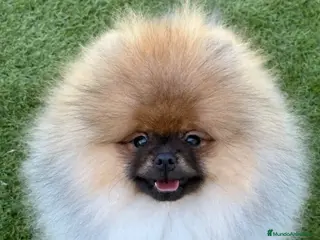 Pomerania perros Pomerania macho con pedigree - Anuncio 2