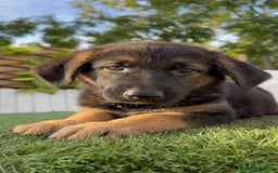 Pastor Alemán perros en venta: PASTOR ALEMAN HEMBRA - Imagen 12