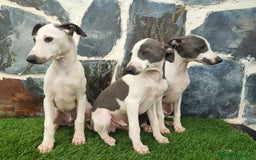 Whippet perros en venta: WHIPPET MACHOS Blanco y blue  - Anuncio 5