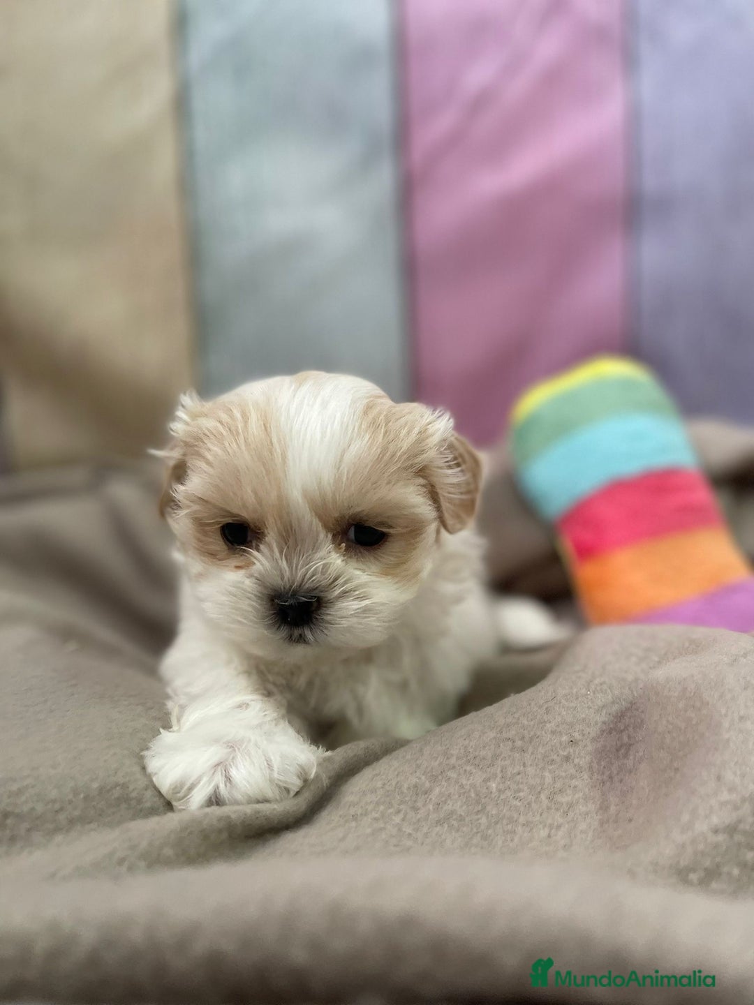 Shih Tzu perros en venta: Shih tzu para entregar en reyes  - Anuncio 3