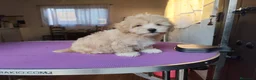 Maltipoo perros en venta: Macho de maltipoo nacionales - Anuncio 1