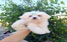 Bichón Maltés perros en venta: Cachorrito bichon maltes  - Imagen 5